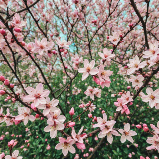 spring iphone background