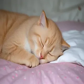 sleeping wallpaper