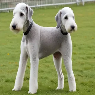 bedlington terrier