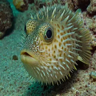 puffer fish