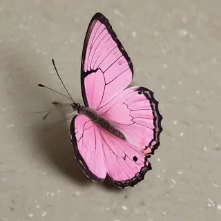 butterfly pink
