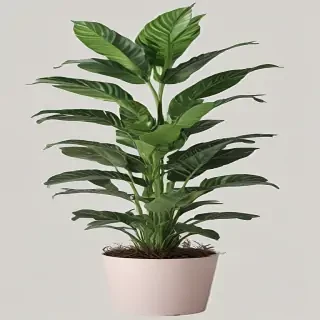 aesthetic plants png