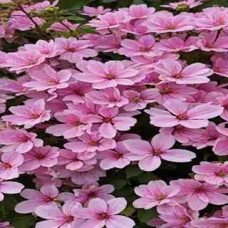 pretty flowers