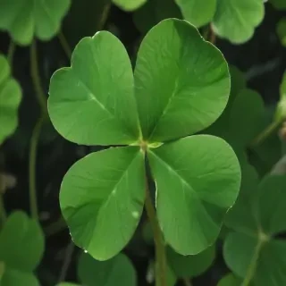 4 leaf clover