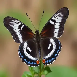 cute butterfly