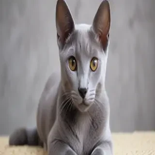 russian blue breed