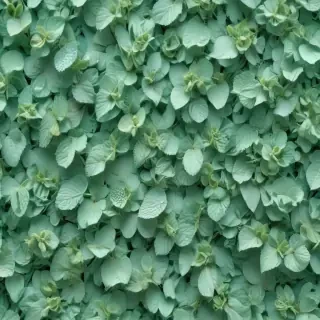 mint green bg
