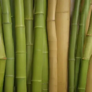 bamboo background