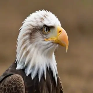 eagle transparent