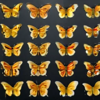 butter flies png
