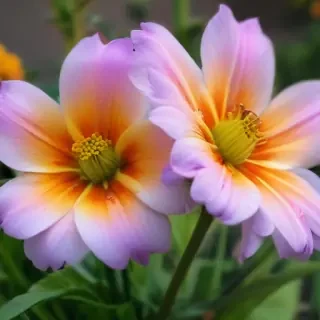 flower pictures