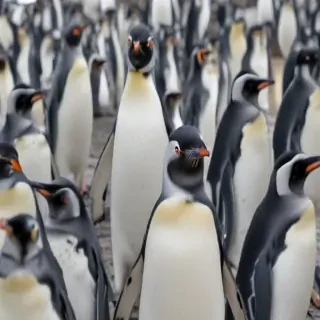 penguins background