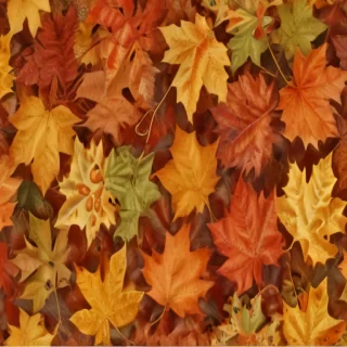 fall leaves