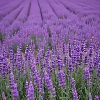 lavender iphone wallpaper
