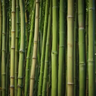 bamboo background