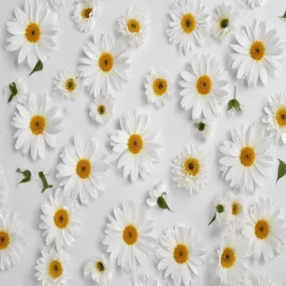 flowers with white background