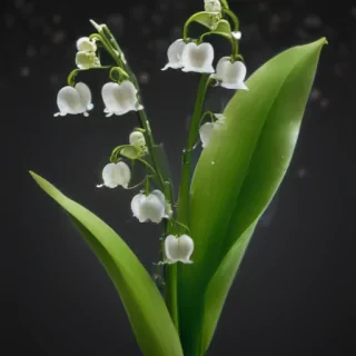 lily of the valley png