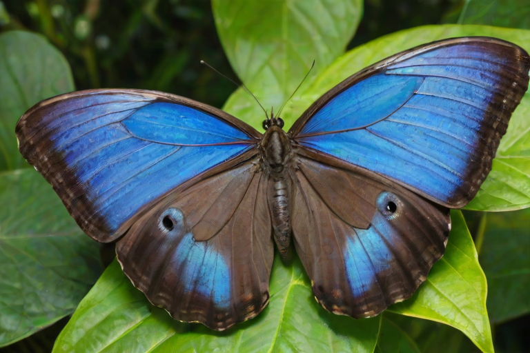 blue morpho butterfly