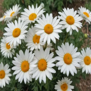 daisies png