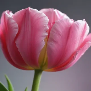 tulip iphone wallpaper