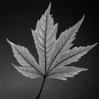 leaf images black and white