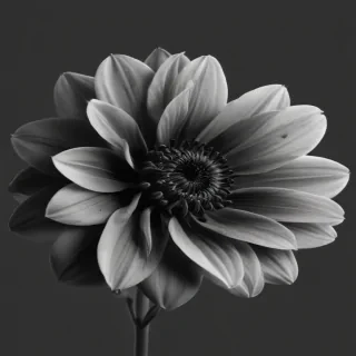 black and white flower png