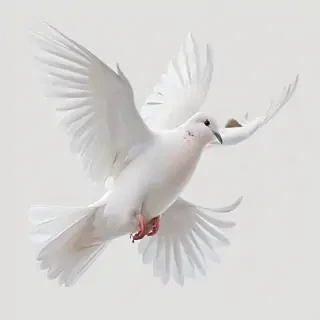 dove png