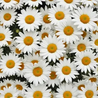 daisy wallpaper for desktop