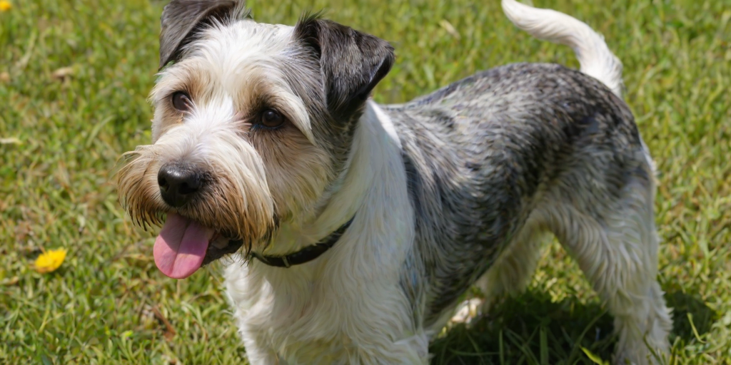 boglen terrier