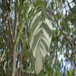 transparent eucalyptus
