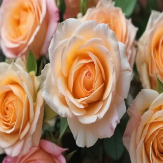 roses background wallpaper