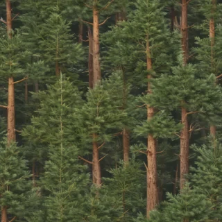 pine trees transparent background