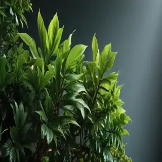 plant wallpaper