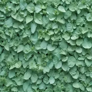mint green bg
