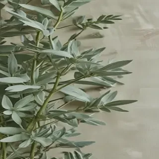 aesthetic sage green