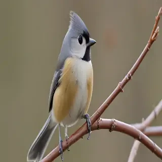 titmouse bird