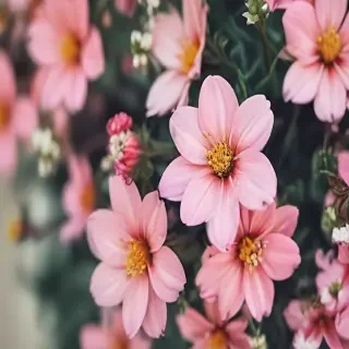 cute flower wallpaper
