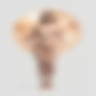 venus transparent background