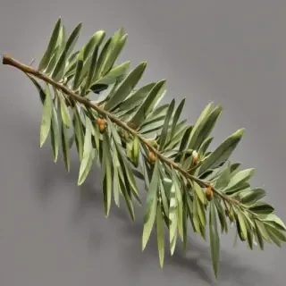 olive branch png