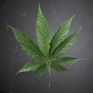 marijuana leaf
