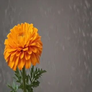 marigold png