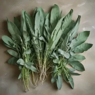 sage green images