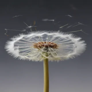 dandelion png
