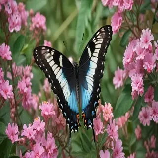 cute butterfly pictures