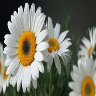 daisy wallpaper iphone