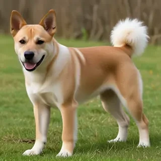 ba shar dog breed