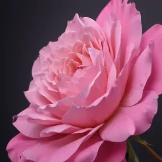 wallpapers pink iphone