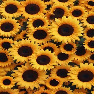 sunflower backgrounds aesthetic