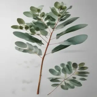 transparent eucalyptus clipart