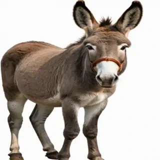 donkey png